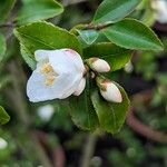 Camellia lutchuensis Цветок