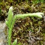 Lycopodium clavatum Blad