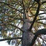 Picea abies বাকল