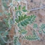 Tribulus pentandrus Leaf