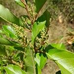 Maesa lanceolata Flower