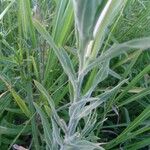 Oenothera triloba Leaf