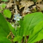 Andersonglossum virginianum Žiedas