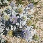 Eryngium maritimumFloare