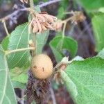 Grewia villosa Fruit