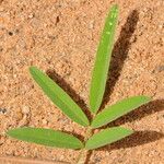 Indigofera senegalensis Leaf