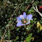 Gentiana depressa 花