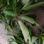Terminalia superba Hoja