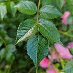 Rosa gallica Blad