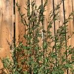 Chenopodium berlandieri Leaf