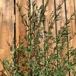 Chenopodium berlandieri Yaprak