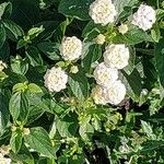 Lantana canescens Цвят