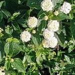 Lantana canescens Кветка