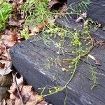 Mimosa quadrivalvis Habit