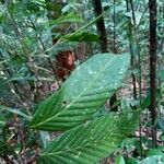 Dipterocarpus sublamellatus पत्ता
