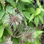 Clematis alpina Fruit