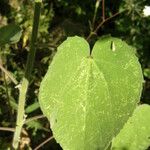 Abutilon abutiloides Liść