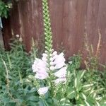 Physostegia virginianaപുഷ്പം