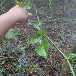 Smilax rotundifolia Leaf