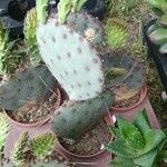 Opuntia macrocentra List