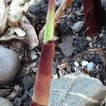 Miscanthus × longiberbis Leaf