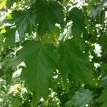 Acer tataricum Φύλλο