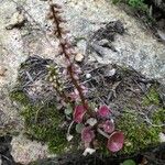 Umbilicus rupestris Kůra