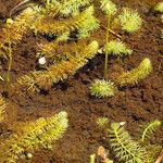 Utricularia intermedia Habitus