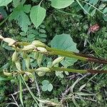 Corallorhiza trifida Blüte