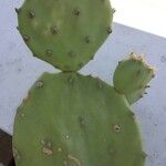 Opuntia ficus-indica Liść