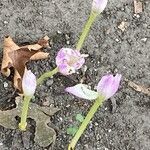 Colchicum autumnaleFlor