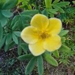 Potentilla fruticosa SorteBlomst