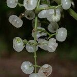 Miconia rubescens Plod