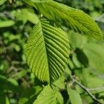 Ulmus glabra Blad