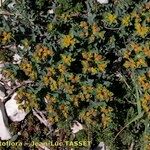 Euphorbia seguieriana Hábito