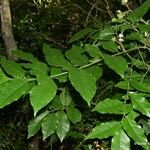 Micromelum minutum Habit