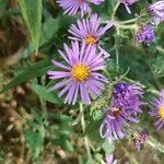 Symphyotrichum novae-angliaeKwiat