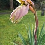 Beschorneria yuccoides Flor