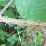 Rubus praticolor Outro