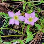 Sabatia campestris Flower