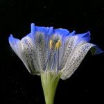 Gentiana meiantha Flower