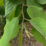 Annona senegalensis ᱪᱷᱟᱹᱞᱤ
