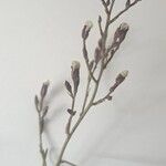Symphyotrichum subulatum Цветок