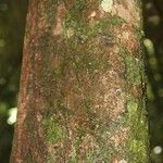 Trichilia pallida Bark