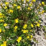 Oenothera perennis Habitus