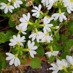 Scaevola surdivaFlower