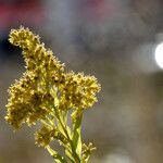 Solidago gigantea 花