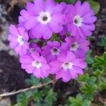 Primula hirsuta Cvet