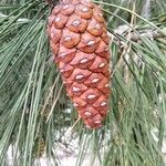 Pinus pinasterGyümölcs