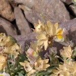 Linaria triphylla Fruit